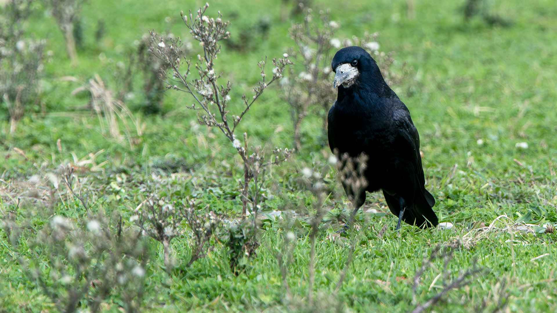 Rook